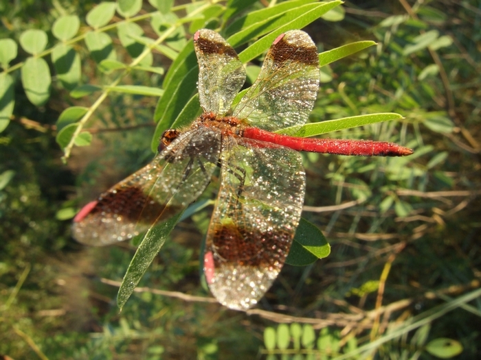 Sympetrum pedemontanum m.